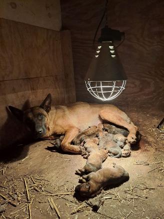 krockskadad bil overig Alle  Megelseherder x duitse herder pups 2025/11