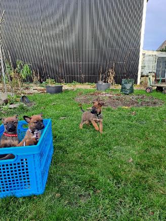 Alle  Megelseherder x duitse herder pups picture 15