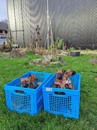 Alle  Megelseherder x duitse herder pups picture 2