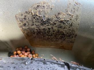 Volkswagen Golf V (1K1) Hatchback 1.6 (BSE) [75kW] 5-BAK picture 8