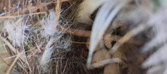 Nissan Note 1.4 16v picture 7